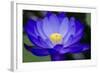 Waterlily Blue-Charles Bowman-Framed Photographic Print