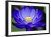 Waterlily Blue-Charles Bowman-Framed Photographic Print