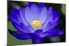 Waterlily Blue-Charles Bowman-Mounted Photographic Print