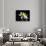 Waterlily Dahlia-George Oze-Photographic Print displayed on a wall