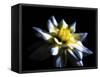 Waterlily Dahlia-George Oze-Framed Stretched Canvas