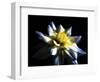 Waterlily Dahlia-George Oze-Framed Photographic Print