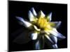 Waterlily Dahlia-George Oze-Mounted Photographic Print