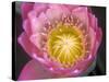 Waterlily, Naples Botanical Garden, Naples, Florida, USA-Rob Tilley-Stretched Canvas