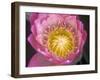 Waterlily, Naples Botanical Garden, Naples, Florida, USA-Rob Tilley-Framed Premium Photographic Print