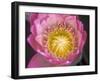 Waterlily, Naples Botanical Garden, Naples, Florida, USA-Rob Tilley-Framed Premium Photographic Print