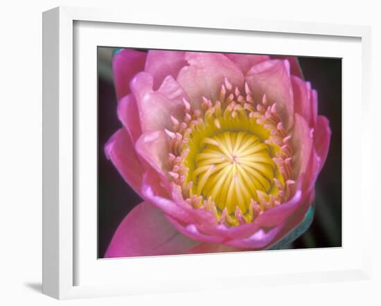 Waterlily, Naples Botanical Garden, Naples, Florida, USA-Rob Tilley-Framed Premium Photographic Print