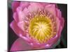 Waterlily, Naples Botanical Garden, Naples, Florida, USA-Rob Tilley-Mounted Premium Photographic Print