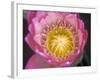 Waterlily, Naples Botanical Garden, Naples, Florida, USA-Rob Tilley-Framed Photographic Print