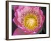 Waterlily, Naples Botanical Garden, Naples, Florida, USA-Rob Tilley-Framed Photographic Print