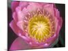 Waterlily, Naples Botanical Garden, Naples, Florida, USA-Rob Tilley-Mounted Photographic Print