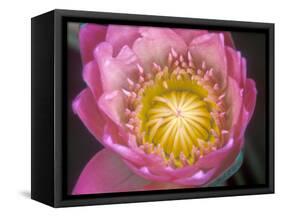 Waterlily, Naples Botanical Garden, Naples, Florida, USA-Rob Tilley-Framed Stretched Canvas