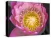 Waterlily, Naples Botanical Garden, Naples, Florida, USA-Rob Tilley-Stretched Canvas