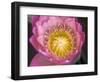 Waterlily, Naples Botanical Garden, Naples, Florida, USA-Rob Tilley-Framed Photographic Print