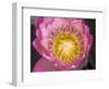 Waterlily, Naples Botanical Garden, Naples, Florida, USA-Rob Tilley-Framed Photographic Print