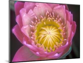 Waterlily, Naples Botanical Garden, Naples, Florida, USA-Rob Tilley-Mounted Photographic Print