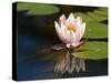 Waterlily, (Nymphaea), Bielefeld, Nordrhein Westfalen, Germany-Thorsten Milse-Stretched Canvas