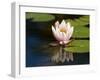 Waterlily, (Nymphaea), Bielefeld, Nordrhein Westfalen, Germany-Thorsten Milse-Framed Photographic Print