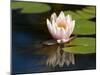 Waterlily, (Nymphaea), Bielefeld, Nordrhein Westfalen, Germany-Thorsten Milse-Mounted Photographic Print