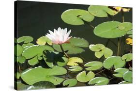 Waterlily, Pink-Aubrey Huggins-Stretched Canvas