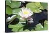 Waterlily, Pink-Aubrey Huggins-Stretched Canvas