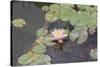 Waterlily, Pink-Aubrey Huggins-Stretched Canvas