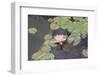 Waterlily, Pink-Aubrey Huggins-Framed Photographic Print