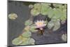 Waterlily, Pink-Aubrey Huggins-Mounted Photographic Print