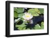 Waterlily, Pink-Aubrey Huggins-Framed Photographic Print