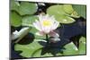 Waterlily, Pink-Aubrey Huggins-Mounted Photographic Print