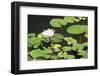 Waterlily, Pink-Aubrey Huggins-Framed Photographic Print