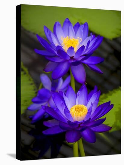Waterlily Purple-Charles Bowman-Stretched Canvas