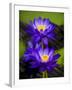 Waterlily Purple-Charles Bowman-Framed Photographic Print