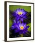 Waterlily Purple-Charles Bowman-Framed Photographic Print