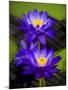 Waterlily Purple-Charles Bowman-Mounted Photographic Print