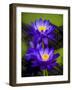 Waterlily Purple-Charles Bowman-Framed Photographic Print