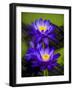 Waterlily Purple-Charles Bowman-Framed Photographic Print