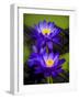 Waterlily Purple-Charles Bowman-Framed Photographic Print