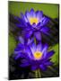 Waterlily Purple-Charles Bowman-Mounted Photographic Print