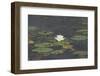 Waterlily (White)-Aubrey Huggins-Framed Photographic Print