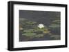 Waterlily (White)-Aubrey Huggins-Framed Photographic Print