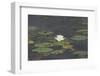 Waterlily (White)-Aubrey Huggins-Framed Photographic Print