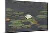 Waterlily (White)-Aubrey Huggins-Mounted Photographic Print