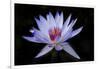 Waterlily White-Charles Bowman-Framed Photographic Print