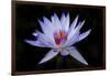 Waterlily White-Charles Bowman-Framed Photographic Print