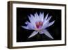 Waterlily White-Charles Bowman-Framed Photographic Print