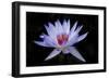 Waterlily White-Charles Bowman-Framed Photographic Print