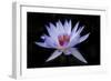 Waterlily White-Charles Bowman-Framed Photographic Print