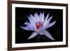 Waterlily White-Charles Bowman-Framed Photographic Print