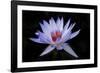 Waterlily White-Charles Bowman-Framed Photographic Print